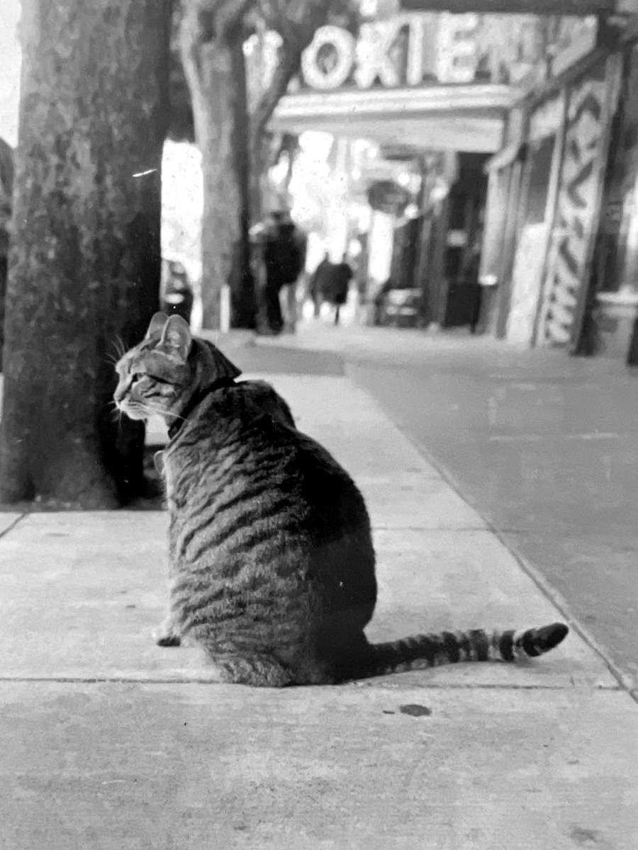 KitKat sitting on the 16th Street sidewalk, black and white