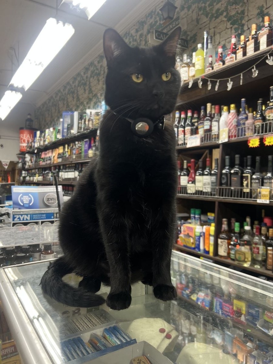 Shadow, a black cat, sitting on the glass counter at Randa's Market